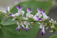 Pueraria tuberosa